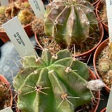 Echinopsis sp JL09-876.JPG